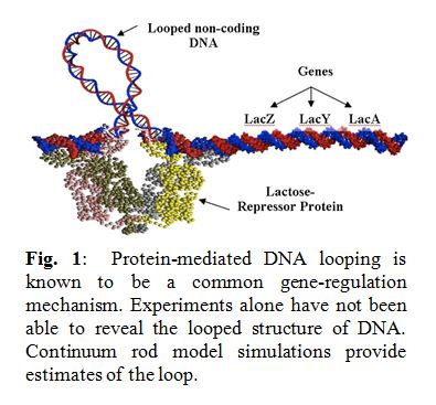 Protein-mediated DNA looping