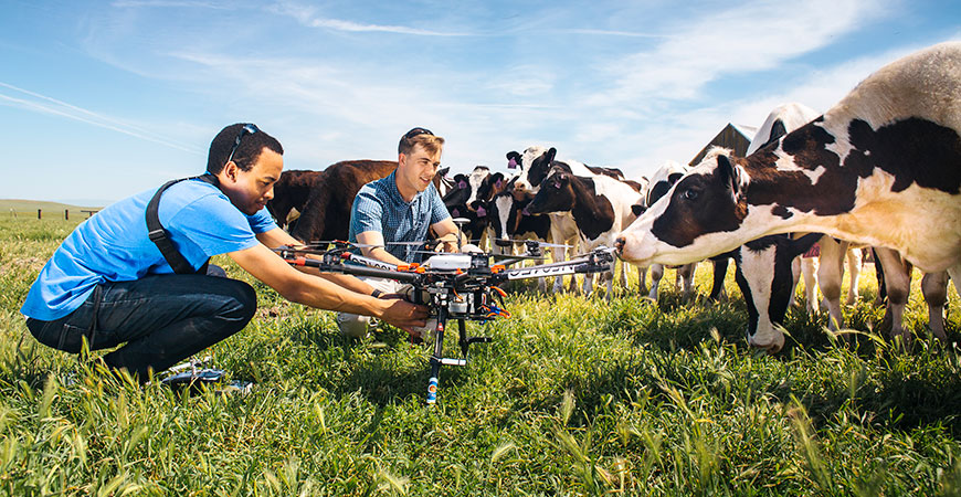 Students with a drone in a field with cows