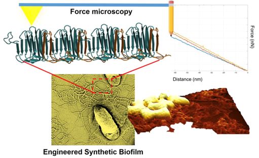 Schematic illustration of AFM-based imaging and spectroscopy experiments on engineered synthetic biofilms.